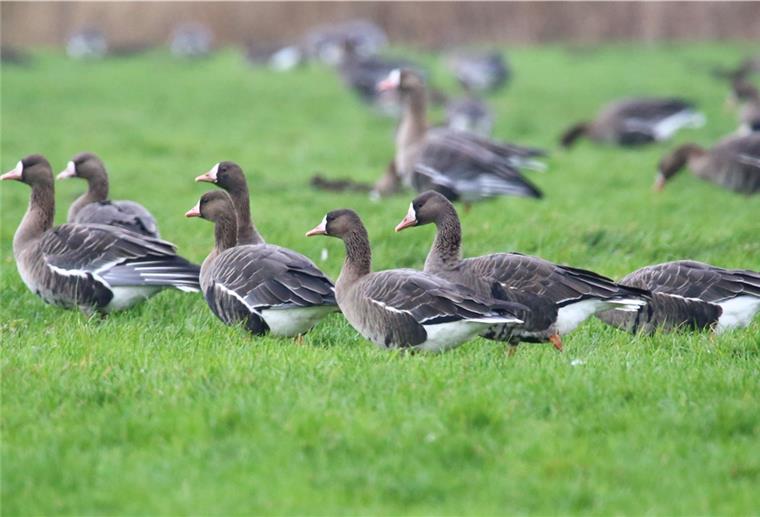 Blässgänse hinter dem Deich am Eckwarder Spieker: Vor allem Enten und Gänse können im Januar in Butjadingen beobachtet werden.