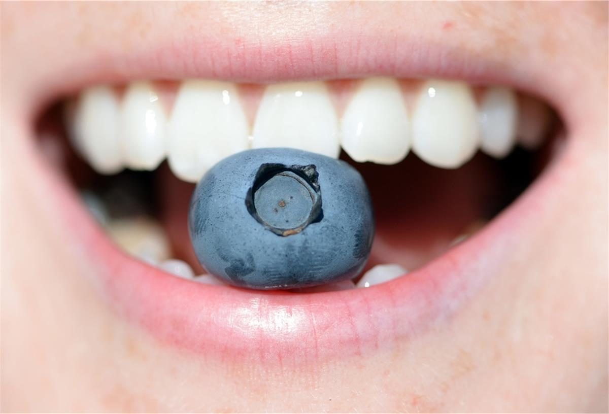 Trend-Obst: Niedersachsen ist Blaubeer-Land Ein Erntehelfer mit einer Handvoll Blaubeeren.