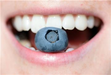 Ein Erntehelfer mit einer Handvoll Blaubeeren. 