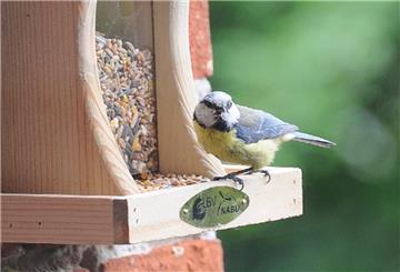 Eine Blaumeise sitzt an einem Vogelfutterhäuschen. 
