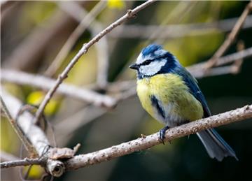 Blaumeisen sind geschützt und dürfen nicht gefangen werden.