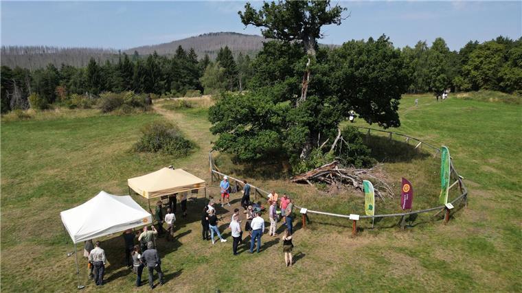 Auszeichnung für 500 Jahre alte Eiche im Harz Blick auf die 500 Jahre alte Hohne-Eiche in Drei-Annen-Hohne während der Feierstunde zur Auszeichnung.