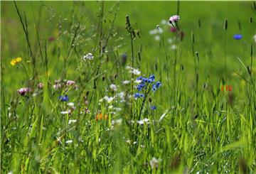 Blick auf eine Wildblumen-Wiese.