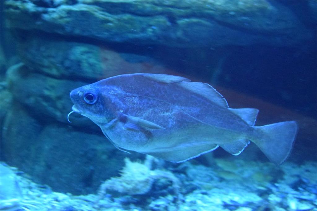 Blick durch die Scheibe des Aquariums.