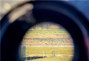 Blick durchs Spektiv: Das EU-Vogelschutzgebiet „Luneplate“ hat herausragende Bedeutung als Rastgebiet für nordische Gänse, Schwäne und Watvögel.