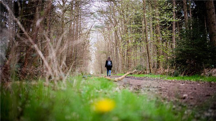 Blick in den Reinkenheider Forst im April 2023. 