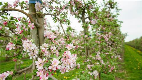 Blühende Apfelbäume der neuseeländischen Sorte „Braeburn“ sind nebeneinander auf einer Obstplantage zu sehen.