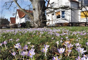 Blühende Krokusse an der Wallstraße in Nordenham.