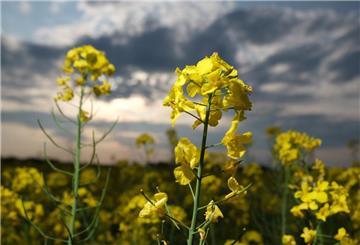 Blühender Raps auf einem Feld in Nordsachsen. In den nächsten Tagen erwarten die Meteorologen in Mitteldeutschland wechselhaftes aber nicht unfreundliches Wetter. +++ dpa-Bildfunk +++
