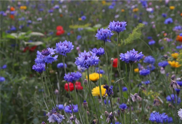 Auf einer Blühfläche wachsen unter anderem Kornblumen und Klatschmohn. 