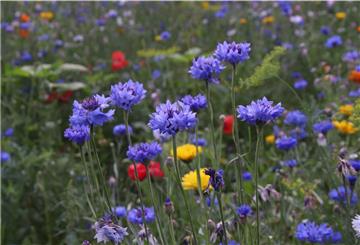 Auf einer Blühfläche wachsen unter anderem Kornblumen und Klatschmohn. 