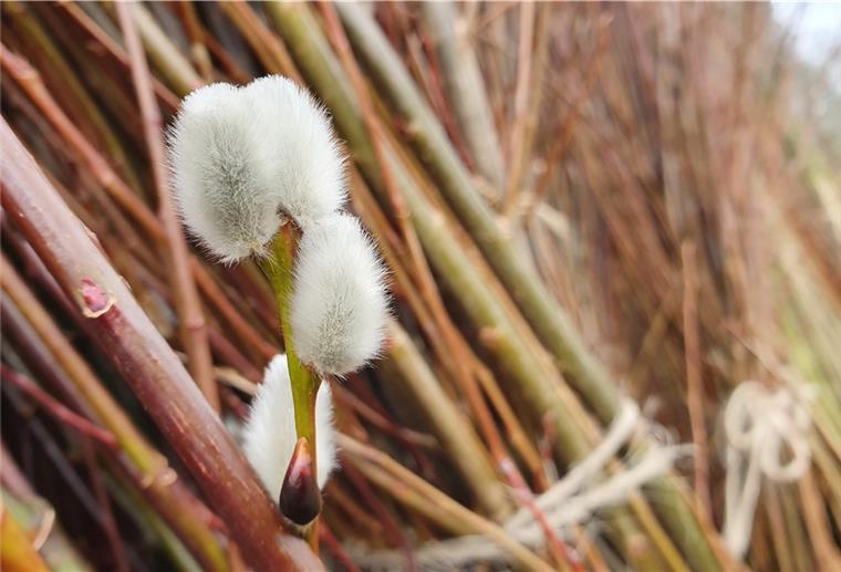 Blüten mit Kuschelfaktor: Selbst auf den geernteten Ruten blühen Weidenkätzchen.