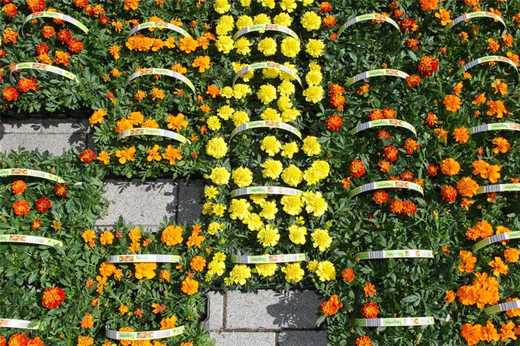 Blütenfest in Geestemünde