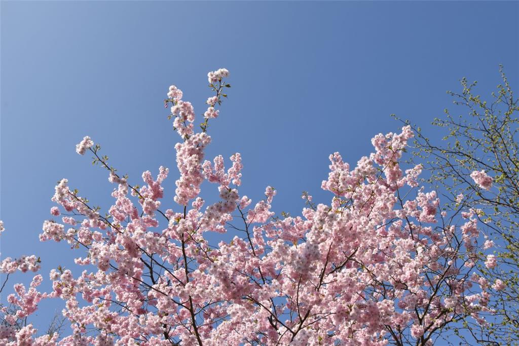 Blütenpracht auch beim Blick zum Himmel. Foto: Kaiser