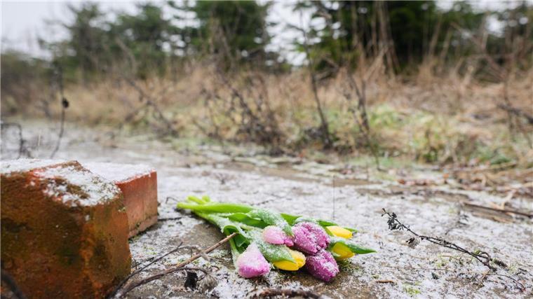 Blumen liegen an einer Tannenbaumschonung und einem Brachgelände in Wunstorf-Blumenau in der Region Hannover.