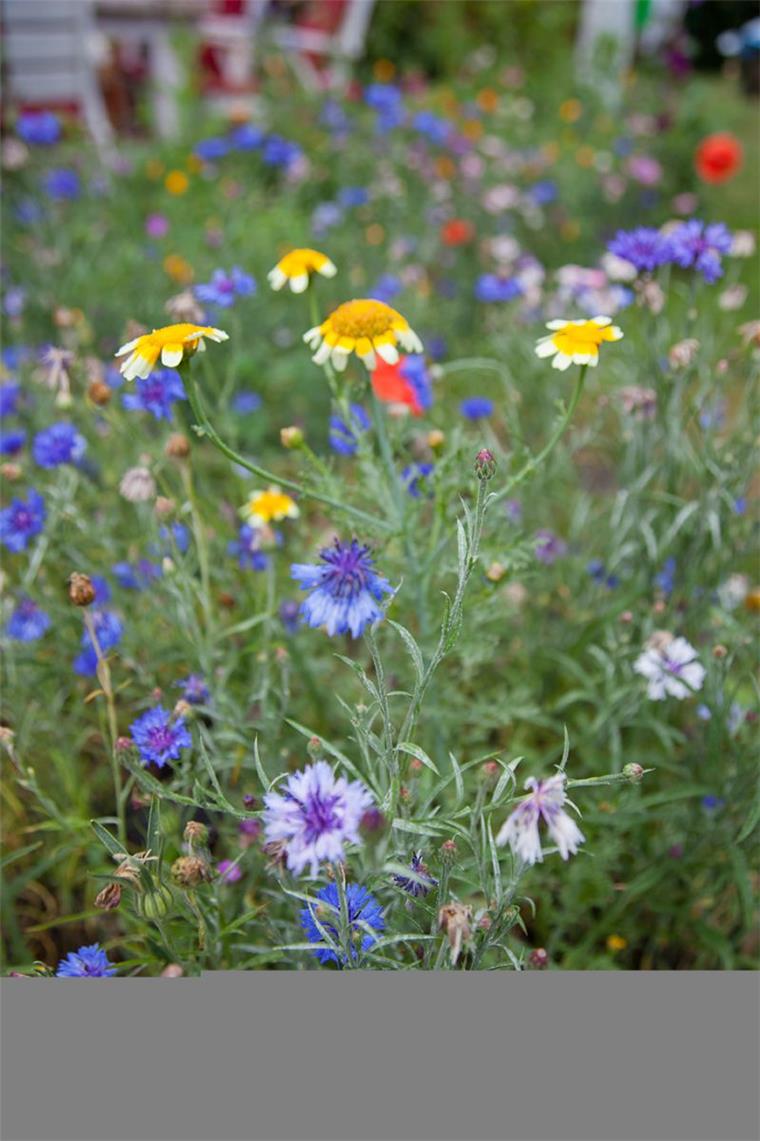 Blumenwiese statt Rasen-Ödnis: Anstelle einer akuraten Rabatte entscheiden sich Hobbygärtner und Insektenfreunde vermehrt für  Wiesenblumeninseln.