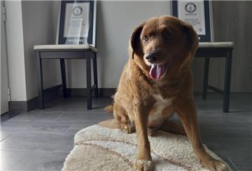 Bobi, der älteste Hund aller Zeiten