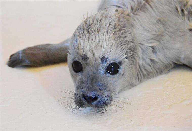 Wie süß! Erster Heuler der Saison zieht in Aufzuchtbereich Bosse ist als erster Heuler der diesjährigen Geburtensaison in der Seehundstation aufgenommen worden.