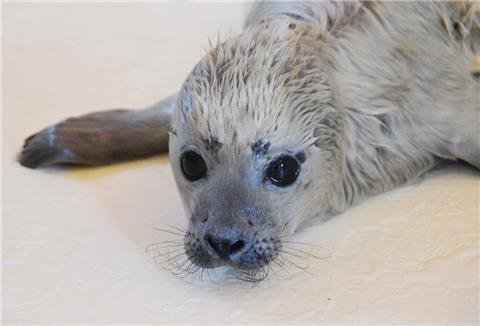 Bosse ist als erster Heuler der diesjährigen Geburtensaison in der Seehundstation aufgenommen worden.