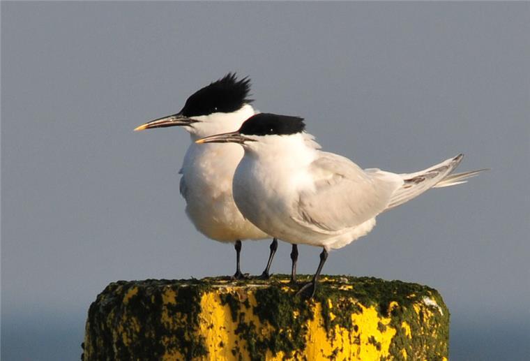 Vogelgrippe im Wattenmeer: Nationalparkverwaltung schlägt Alarm Brandseeschwalben, wie hier zu sehen, sind besonders von der Vogelgrippe betroffen.