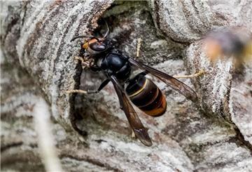 Eine asiatische Hornisse (Vespa Velutina Nigrithorax). Breitet sich mehr und mehr in Deutschland aus: die aggressive und lebensbedrohliche Asiatische Hornisse.