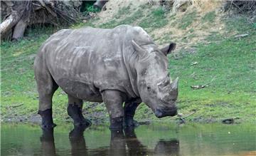 Breitmaulnashorn Doris aus dem Serengeti-Park Hodenhagen ist gestorben.