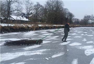 Bruthilfe für Fische: Ein Weidenstrauchbündel wird über das Eis zur Insel im kleinen Teich transportiert. 