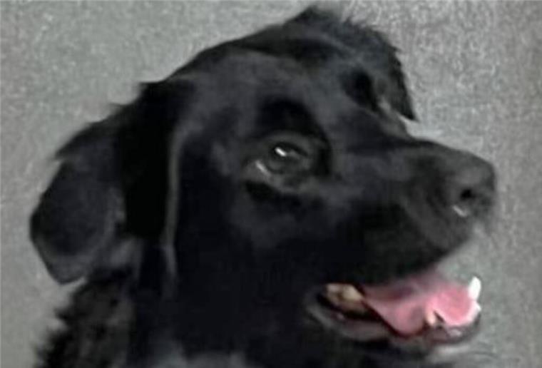  Shepherd-Retriever-Mix „Buddy“ 