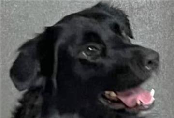  Shepherd-Retriever-Mix „Buddy“ 