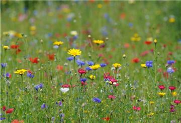 Bunt leuchten die Blüten einer Wildblumenwiese.