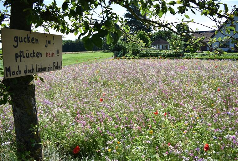 Das macht Blühwiesen so attraktiv Blühwiese, bunte Pflanzen