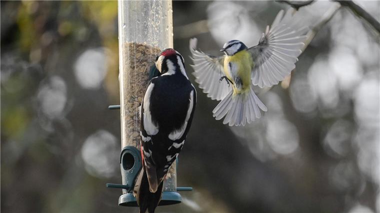 Buntspecht und Blaumeise an einer Futterstelle. Am Wochenende werden die Vögel an den Futterplätzen gezählt.