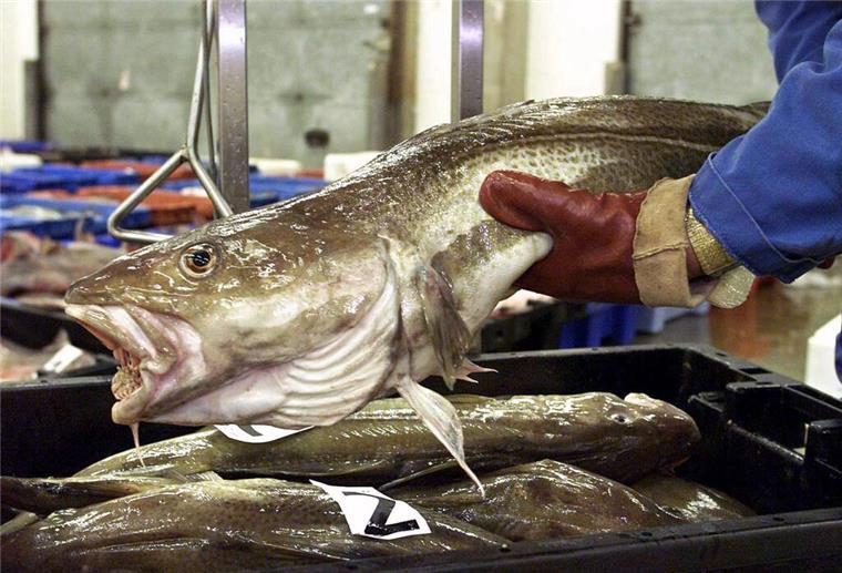 Ein Fischhändler wiegt Kabeljau.