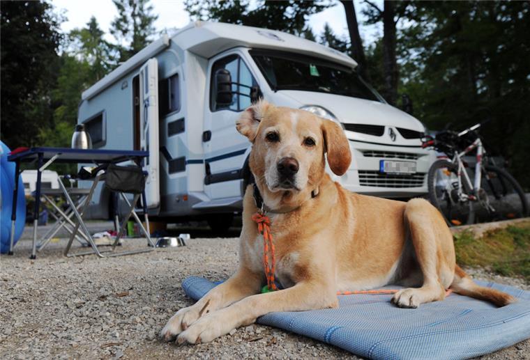 Hund vor einem Wohnmobil