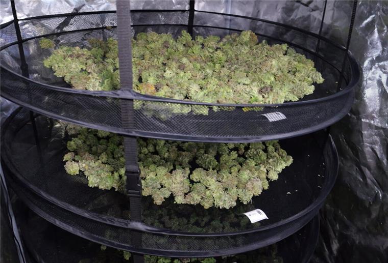 Cannabis trocknet in den Räumen des Anbauvereins Cannabis Social Club im niedersächsischen Ganderkesee