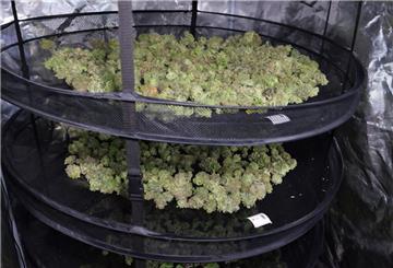 Cannabis trocknet in den Räumen des Anbauvereins Cannabis Social Club im niedersächsischen Ganderkesee