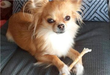 Hund