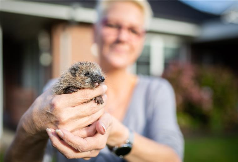 Eine Frau hält ein Igelbaby in den Händen.