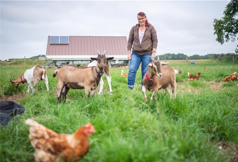Christiane Döscher nutzt zur Vergrämung von Fuchs und Raubvögeln die Hilfe von Ziegen. Die Hühner im Auslauf des mobilen Hühnerstalls werden so geschützt.