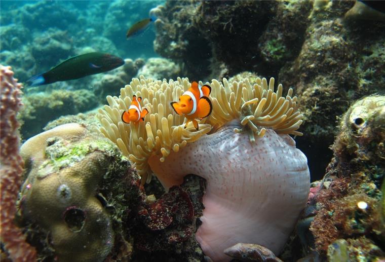 Online-Vortrag zu Korallenriffen: Wie kann man sie noch retten? Clownfische auf einer Seeanemone