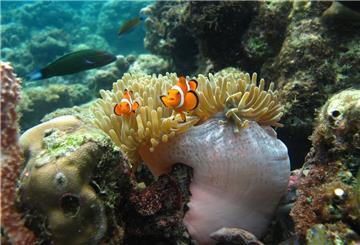 Clownfische auf einer Seeanemone