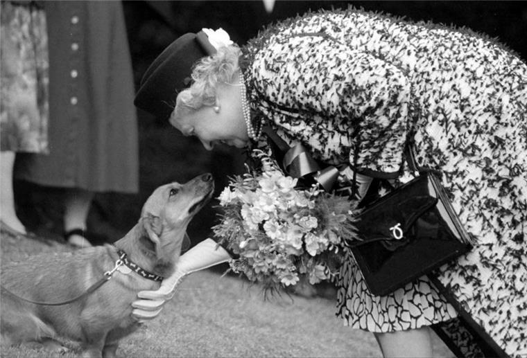 Die verstorbene Königin Elizabeth streichelt einen ihrer Corgis.