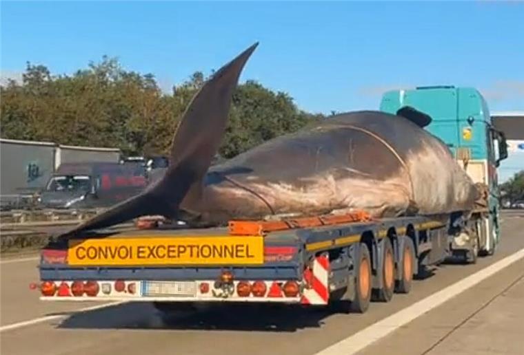 Was steckt hinter dem Pottwal auf der Autobahn? Pottwal auf einem Lkw