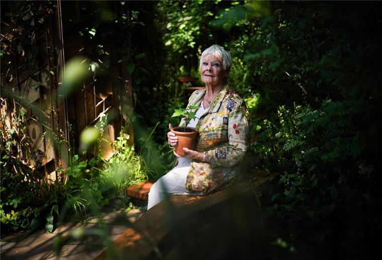 Dame Judi Dench mit einem Setzling des  Berg-Ahorns bei der Chelsea Flower Show.