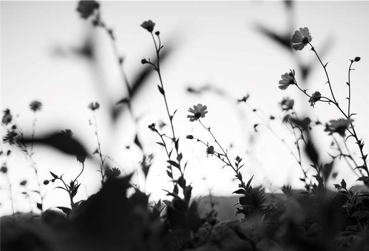 Blumenwiese in schwarz-weiß