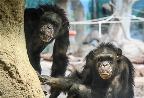 Damit auch die Schimpansen im Zoo am Meer sicher durch die Corona-Zeit kommen, gelten besondere Vorsichtsmaßnahmen.