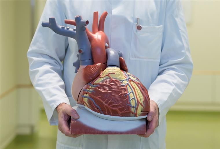 Ein Arzt hält ein anatomisches Modell des menschlichen Herzens.