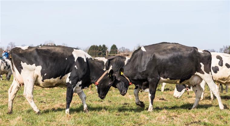 Trockenheit macht auch Bauern in der Wesermarsch zu schaffen Damit die Rinder in der Wesermarsch auch im Winter genug Futter haben, müssen die Bauern im Sommer Gras mähen und einlagern.