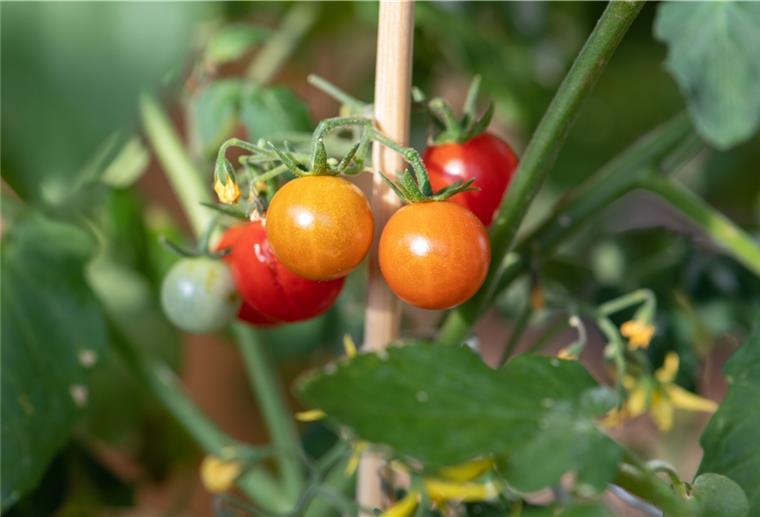 Damit die Tomaten-Ernte gelingt, müssen Hobbygärtner ein paar
Dinge beachten. 
