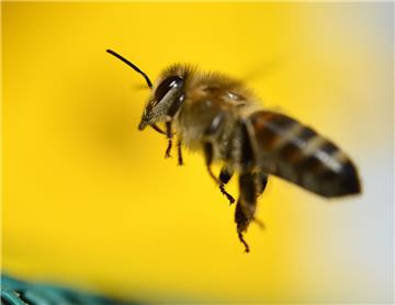 Damit  Wildbienen und andere Insekten im Cuxland genügend Nektar finden, will Nola, der Förderverein Norddeutsche Landschaftspflege  in Geestenseth, die fachgerechte Landschaftspflege voranbringen. Foto Dedert